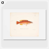 Cuckoo-wrasse, female - Wilhelm von Wright Poster.