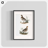 American Quail (Ortyx virginiana) - New York Zoological Poster.