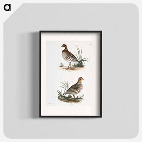 アートポスター-American Quail - ニューヨークの動物学 Poster.