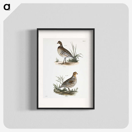 1-68_Zoology-of-New-York_blk