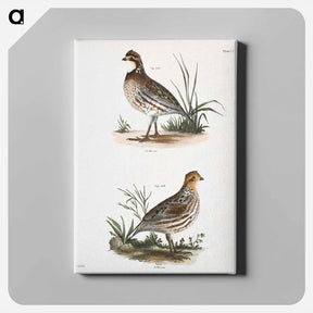 アートパネル-American Quail - ニューヨークの動物学 Canvas.