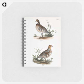 アートメモ帳-American Quail - ニューヨークの動物学 Memo.