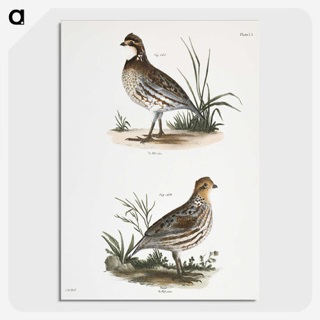1-68_Zoology-of-New-York_picture-crop