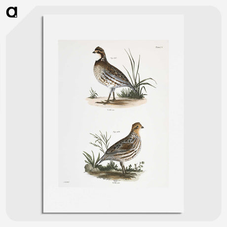 1-68_Zoology-of-New-York_picture
