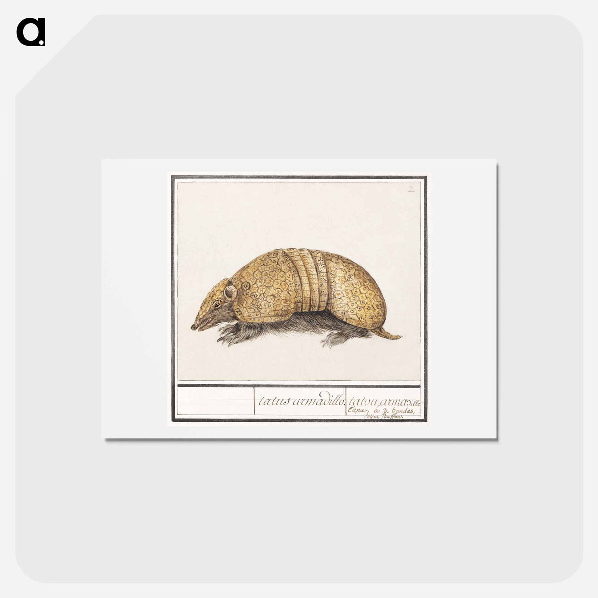 アートポストカード-Bullet armadillo - アンセルムス ボエティウス デ ブート Postcard.
