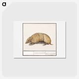アートポストカード-Bullet armadillo - アンセルムス ボエティウス デ ブート Postcard.