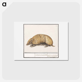 アートポストカード-Bullet armadillo - アンセルムス ボエティウス デ ブート Postcard.
