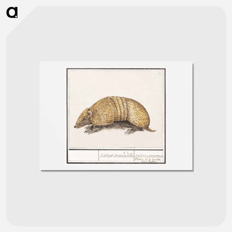 アートポストカード-Bullet armadillo - アンセルムス ボエティウス デ ブート Postcard.