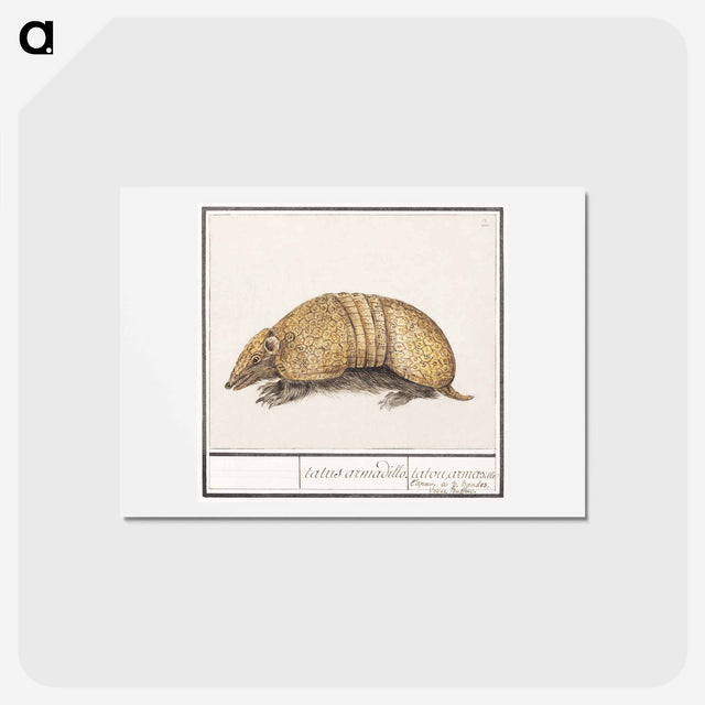 アートポストカード-Bullet armadillo - アンセルムス ボエティウス デ ブート Postcard.
