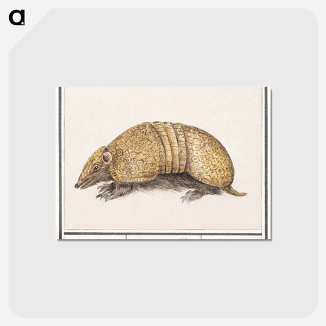 アートポストカード-Bullet armadillo - アンセルムス ボエティウス デ ブート Postcard.