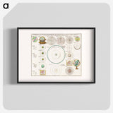 Schematismus geographiae mathematicae, id est repraesentatio - アンティーク地図 Poster.