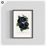 1-69_Botanical-Specimen-Plates_blk