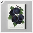 1-69_Botanical-Specimen-Plates_canvas