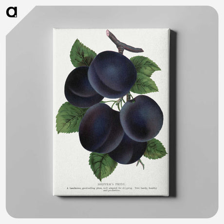 1-69_Botanical-Specimen-Plates_canvas