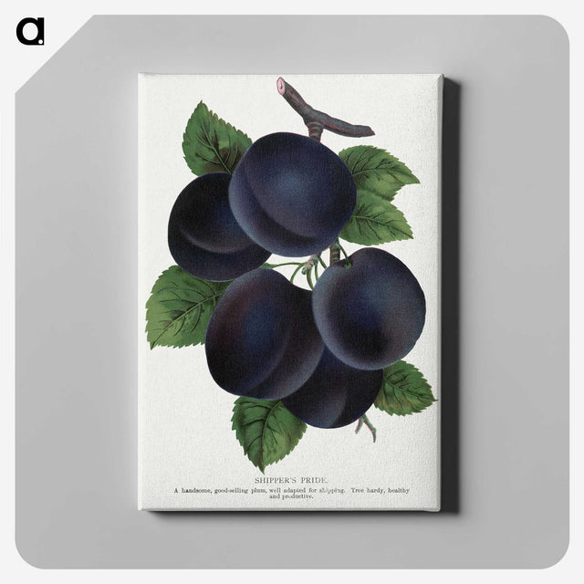 1-69_Botanical-Specimen-Plates_canvas