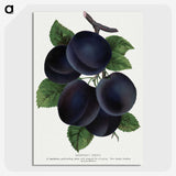 1-69_Botanical-Specimen-Plates_picture-crop