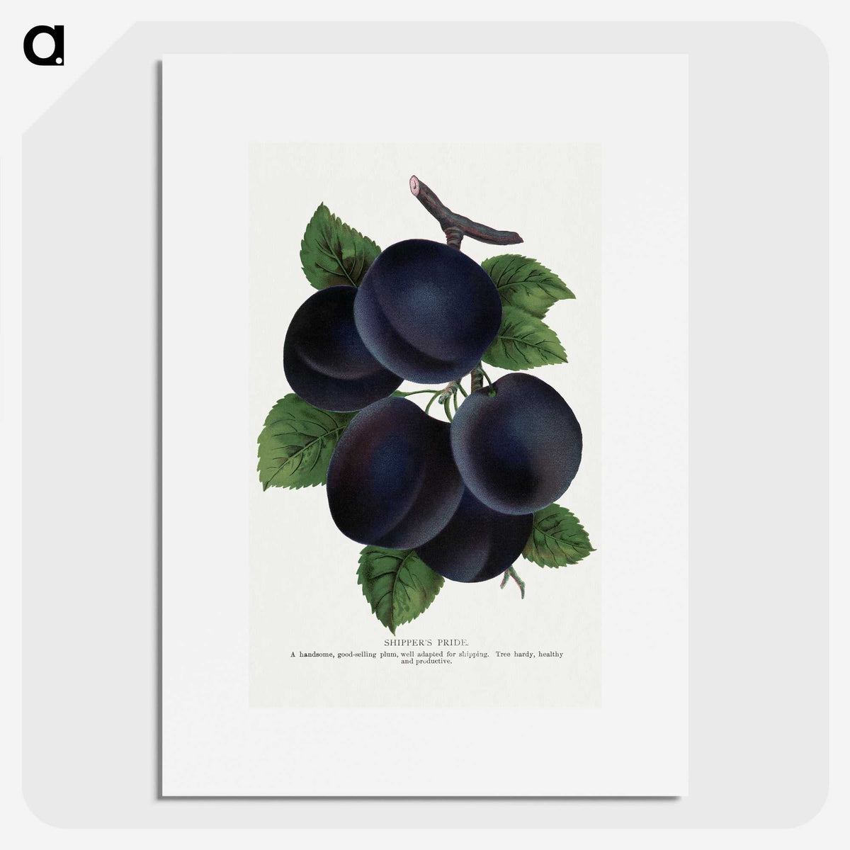 1-69_Botanical-Specimen-Plates_picture