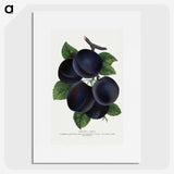 1-69_Botanical-Specimen-Plates_picture
