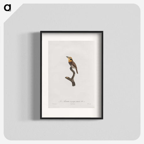1-69_Des-Oiseaux-de-Paradis_blk