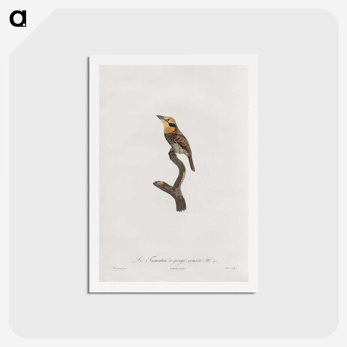 1-69_Des-Oiseaux-de-Paradis_hagaki