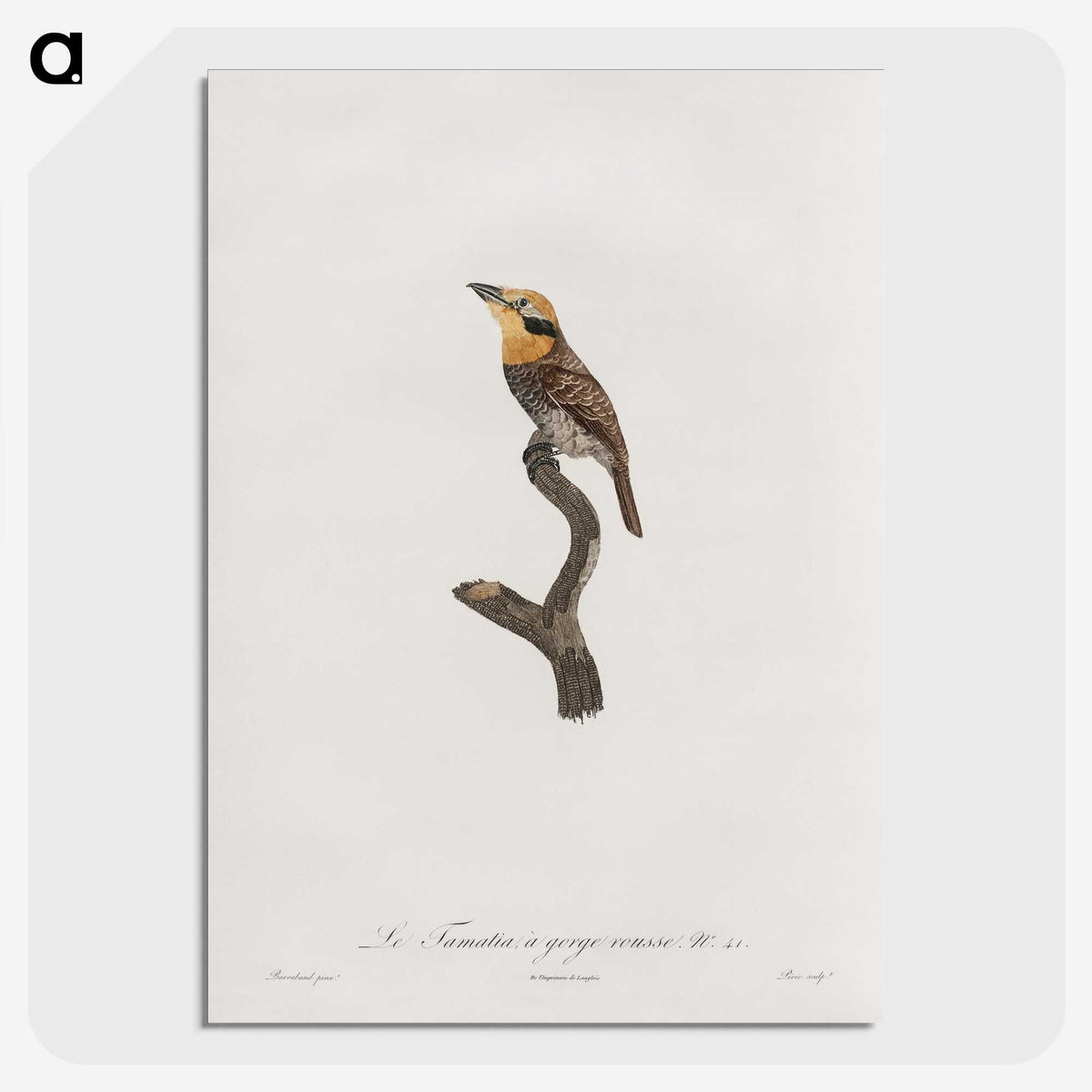 1-69_Des-Oiseaux-de-Paradis_picture-crop