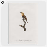 1-69_Des-Oiseaux-de-Paradis_picture-crop