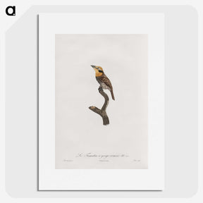 1-69_Des-Oiseaux-de-Paradis_picture