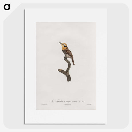 1-69_Des-Oiseaux-de-Paradis_picture
