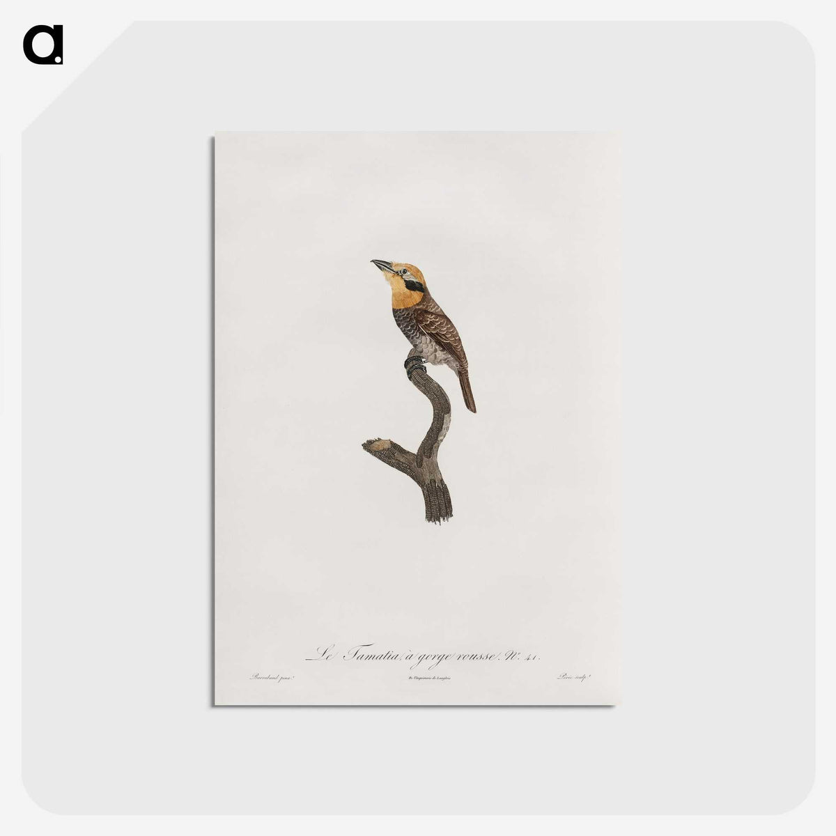 1-69_Des-Oiseaux-de-Paradis_postcard