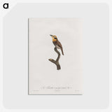 1-69_Des-Oiseaux-de-Paradis_postcard