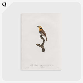 1-69_Des-Oiseaux-de-Paradis_postcard