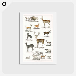 アートポストカード-Antlered Animals
 - ゴールドスミスの生き生きとした自然 Postcard.