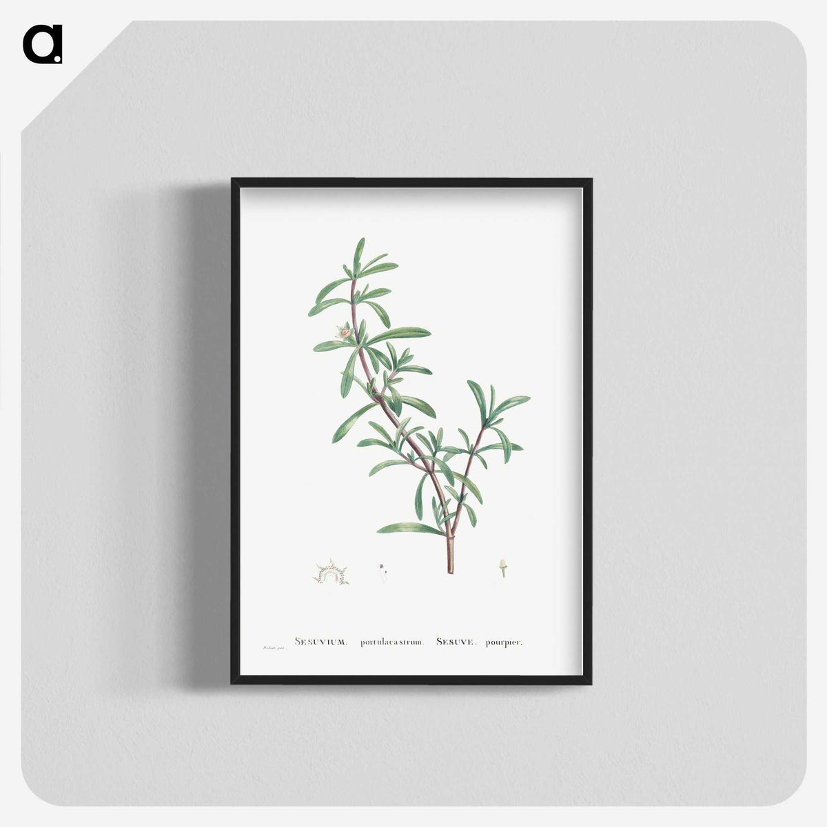 1-69_Histoire-des-Plantes-Grasses_blk-crop