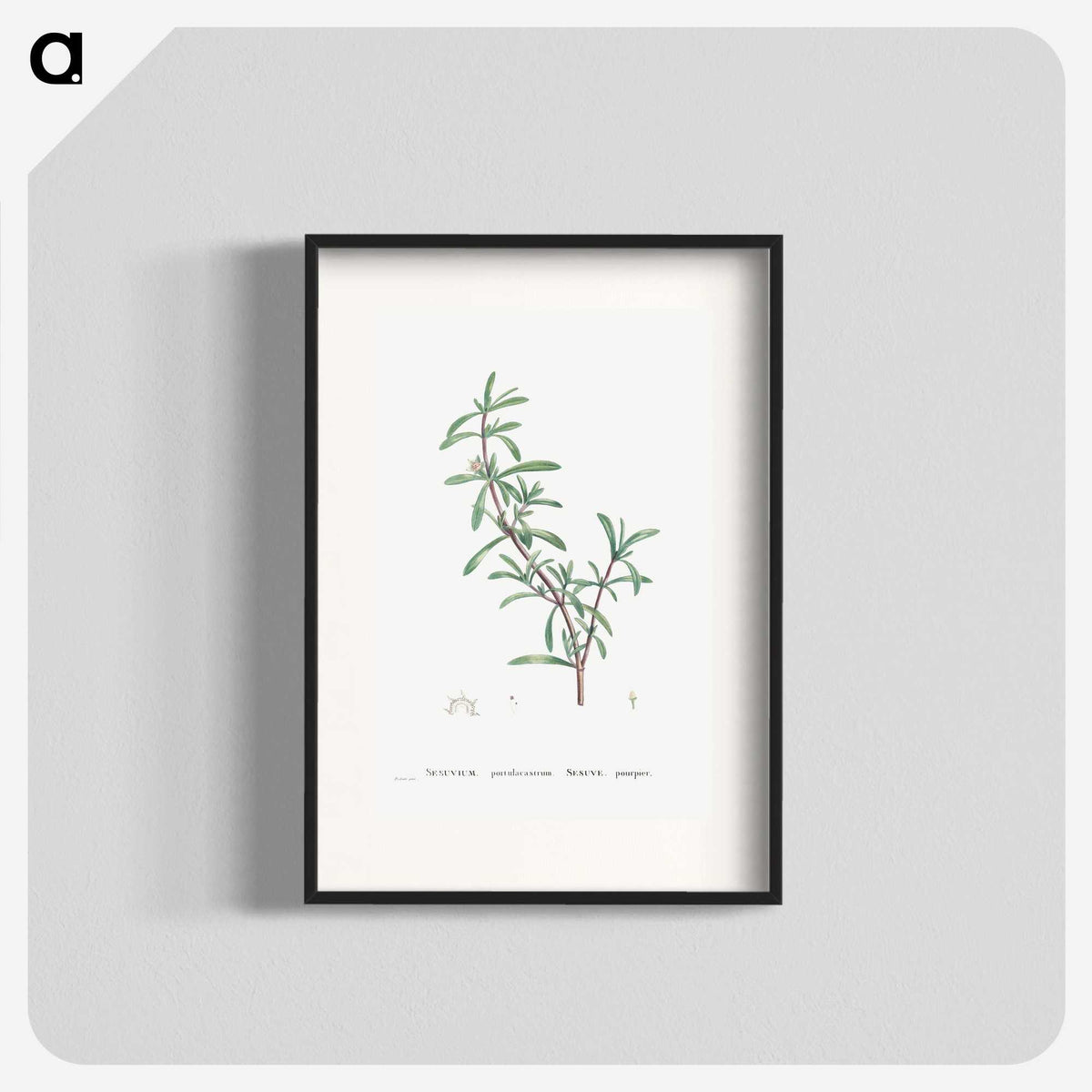 1-69_Histoire-des-Plantes-Grasses_blk