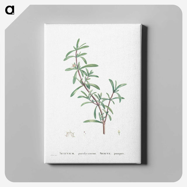 1-69_Histoire-des-Plantes-Grasses_canvas