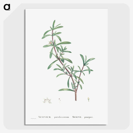 1-69_Histoire-des-Plantes-Grasses_picture-crop