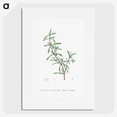 1-69_Histoire-des-Plantes-Grasses_picture