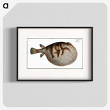 1-69_Ichtyologie-ou-Histoire-naturelle_blk