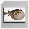 1-69_Ichtyologie-ou-Histoire-naturelle_canvas