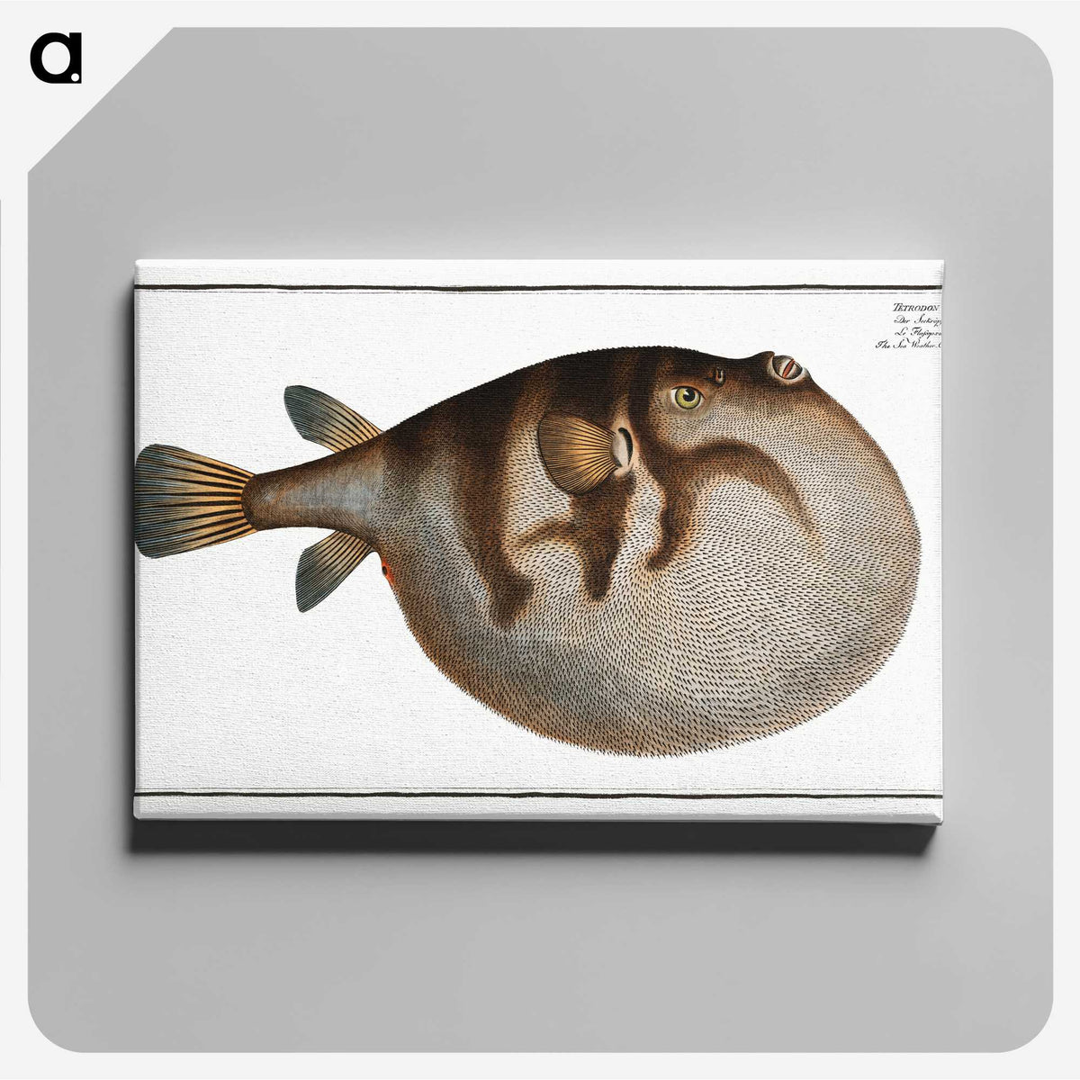 1-69_Ichtyologie-ou-Histoire-naturelle_canvas
