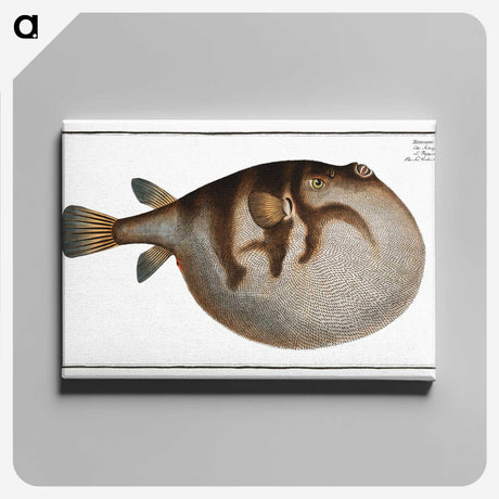 1-69_Ichtyologie-ou-Histoire-naturelle_canvas