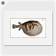1-69_Ichtyologie-ou-Histoire-naturelle_picture