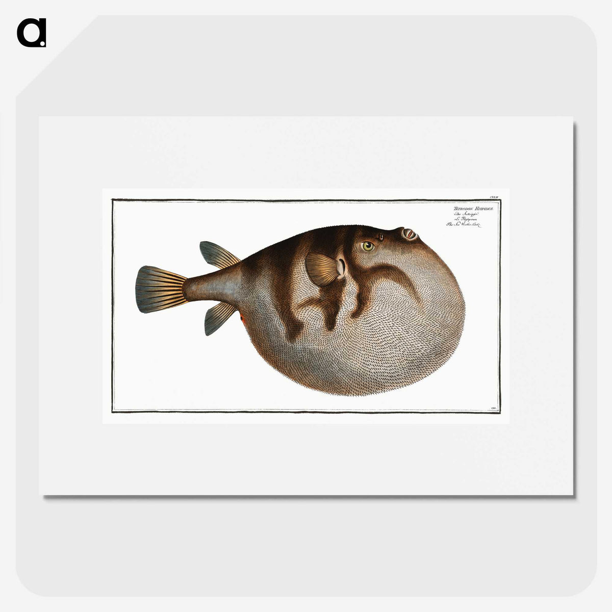 1-69_Ichtyologie-ou-Histoire-naturelle_picture