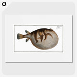1-69_Ichtyologie-ou-Histoire-naturelle_picture
