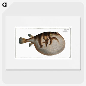 1-69_Ichtyologie-ou-Histoire-naturelle_picture
