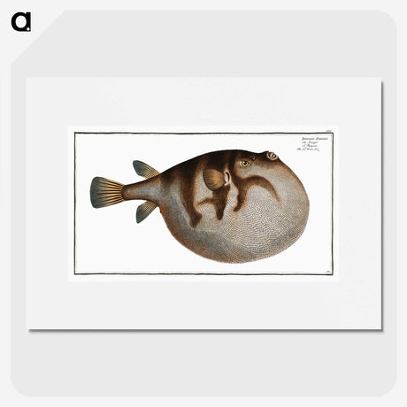 1-69_Ichtyologie-ou-Histoire-naturelle_picture