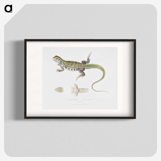 1-69_Indian-Zoology_blk