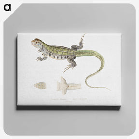 1-69_Indian-Zoology_canvas