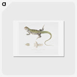 1-69_Indian-Zoology_hagaki
