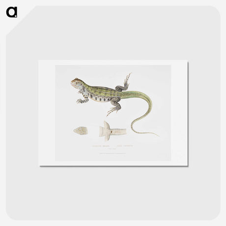 1-69_Indian-Zoology_hagaki